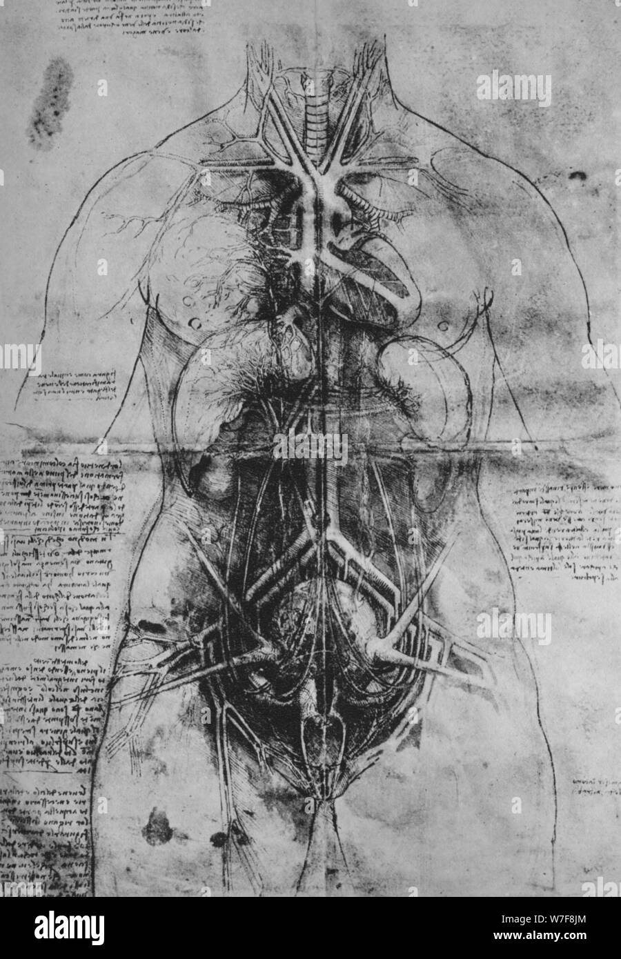 'Dissection des principaux organes d'une femme', c1480 (1945). Artiste : Leonardo da Vinci. Banque D'Images