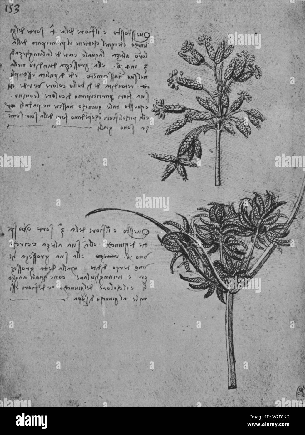 "Deux études de joncs dans les semences, c1480 (1945). Artiste : Leonardo da Vinci. Banque D'Images
