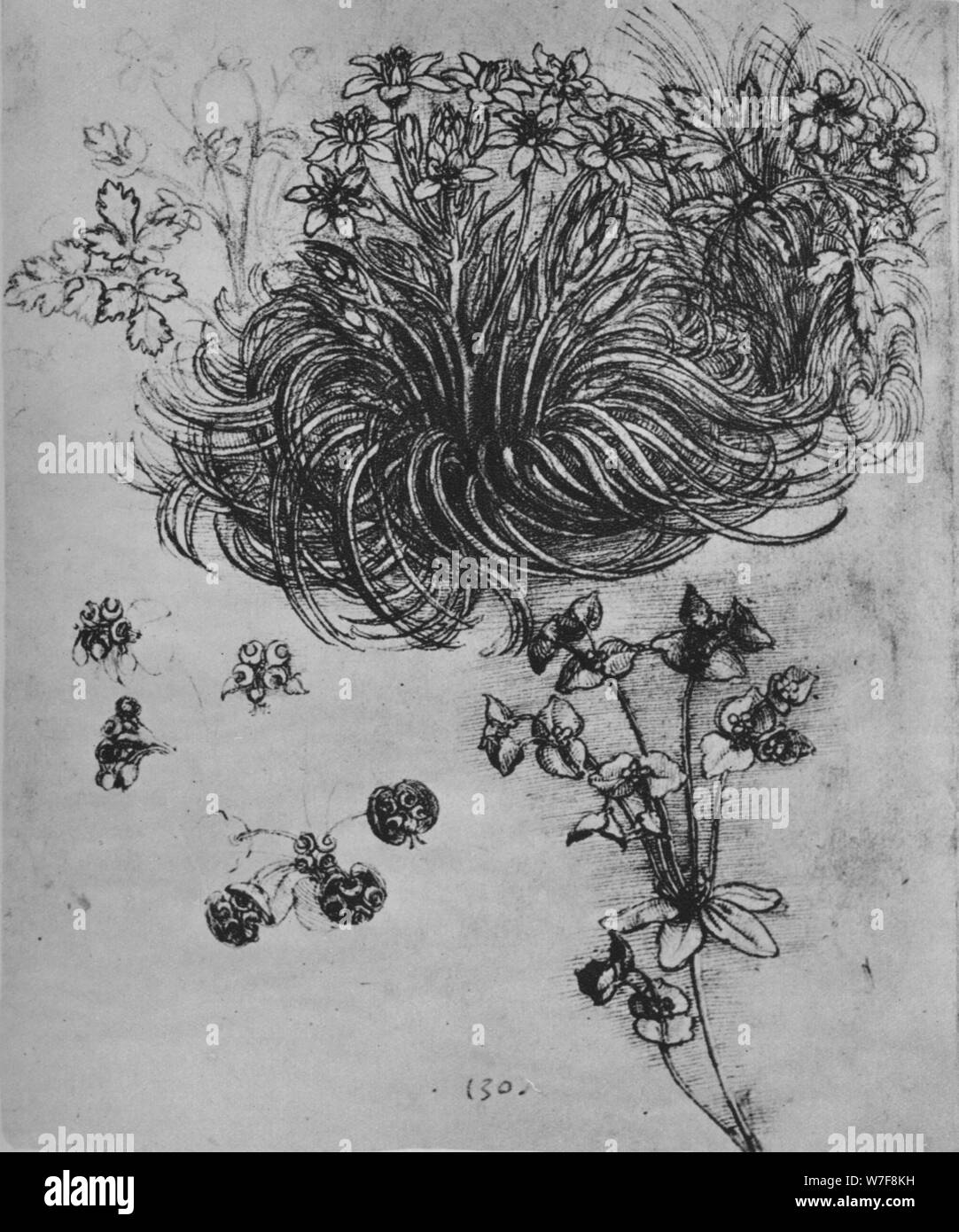 "Une étoile de Bethléem et d'autres plantes', c1480 (1945). Artiste : Leonardo da Vinci. Banque D'Images