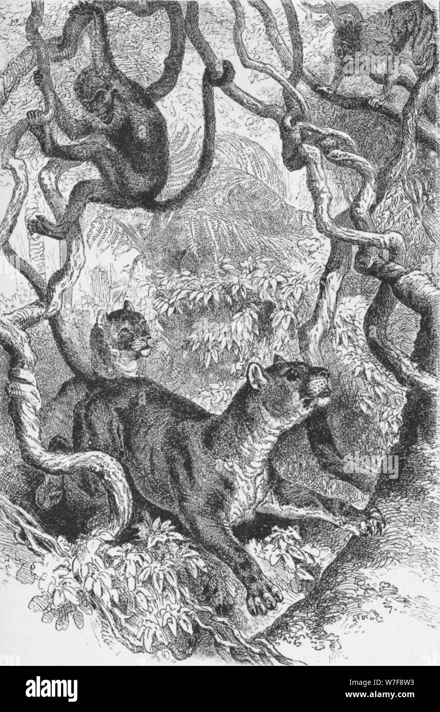 L 'Puma', c1885, (1890). Artiste : Robert Taylor Pritchett. Banque D'Images
