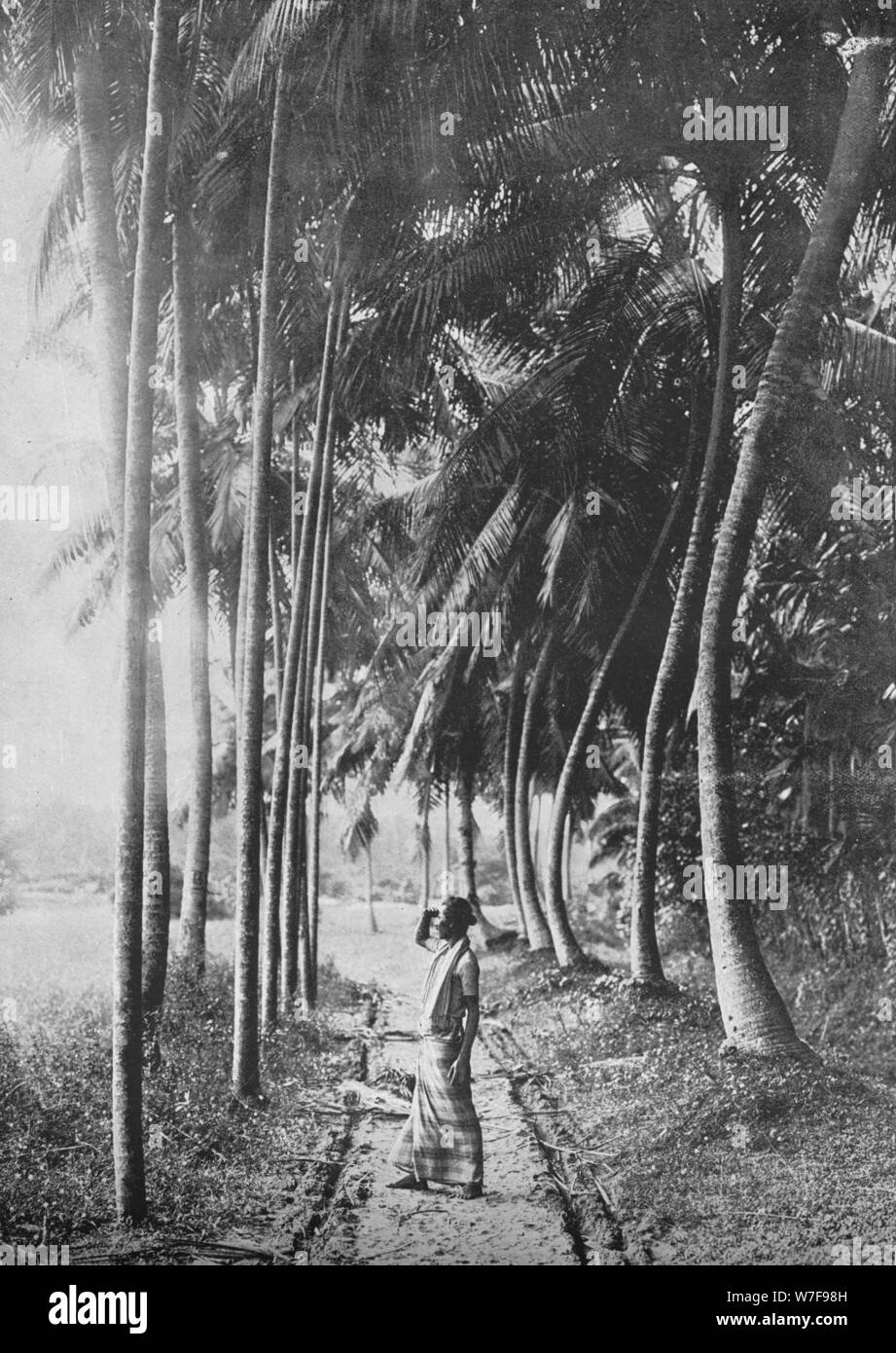 'Dawn par le Palms', c1890, (1910). Artiste : Alfred William Amandus Plaque. Banque D'Images