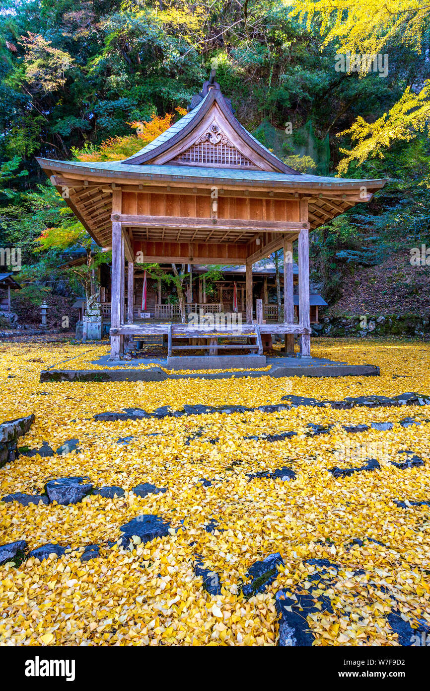 Iwato ochiba jinja, ginko jaune doré feuilles, Japon Banque D'Images