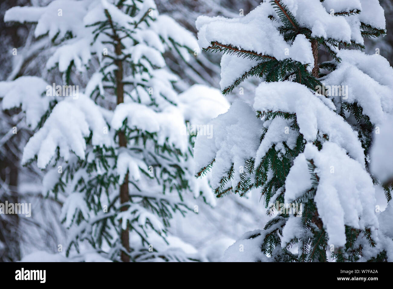 La neige a couvert des arbres de Noël. winter forest sous la neige Banque D'Images