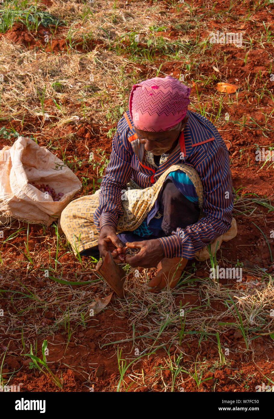 Agriculteur local travaillant sur la plantation d'oignons au Sri Lanka Banque D'Images