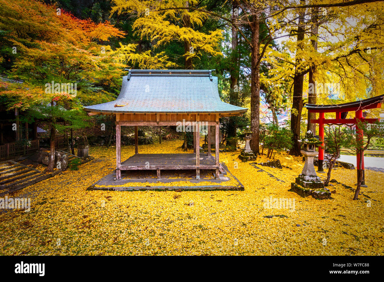 Iwato ochiba jinja, ginko jaune doré feuilles, Japon Banque D'Images