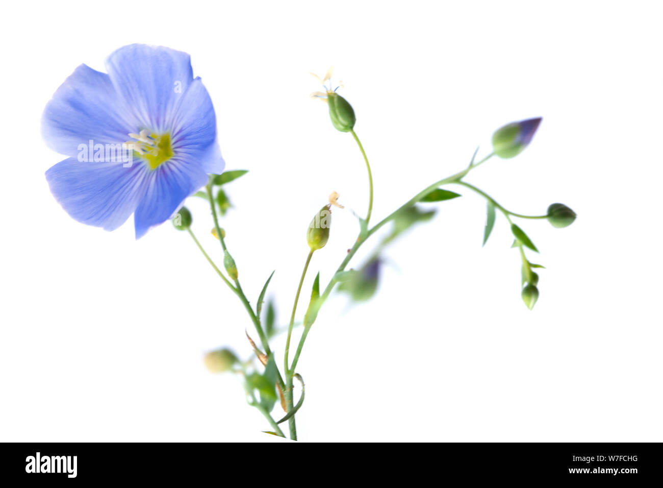 Fleur de lin isolated Banque D'Images