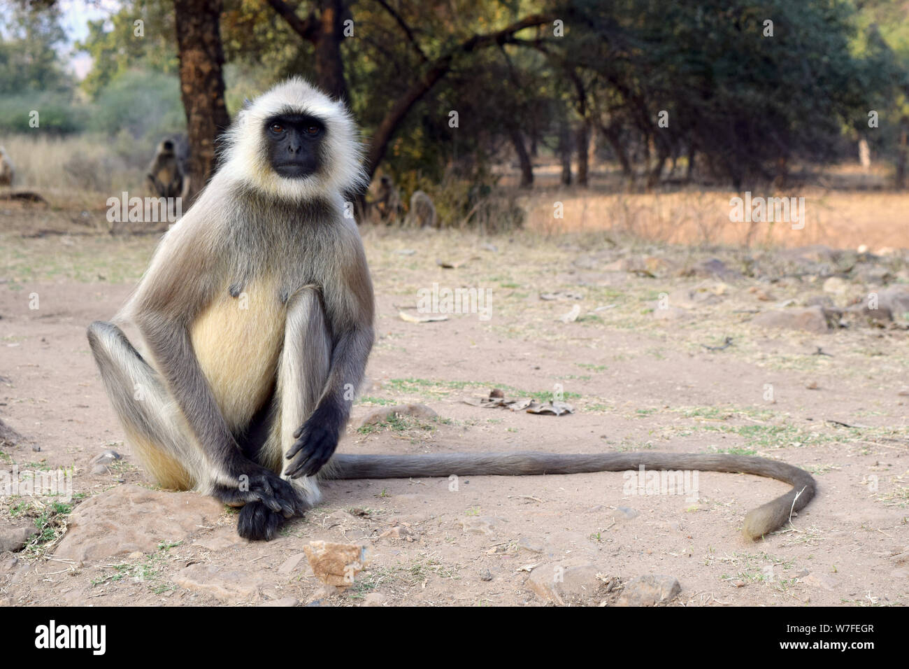 Gray Langur monkey dans le parc national de Ranthambore, Rajasthan, Inde Banque D'Images