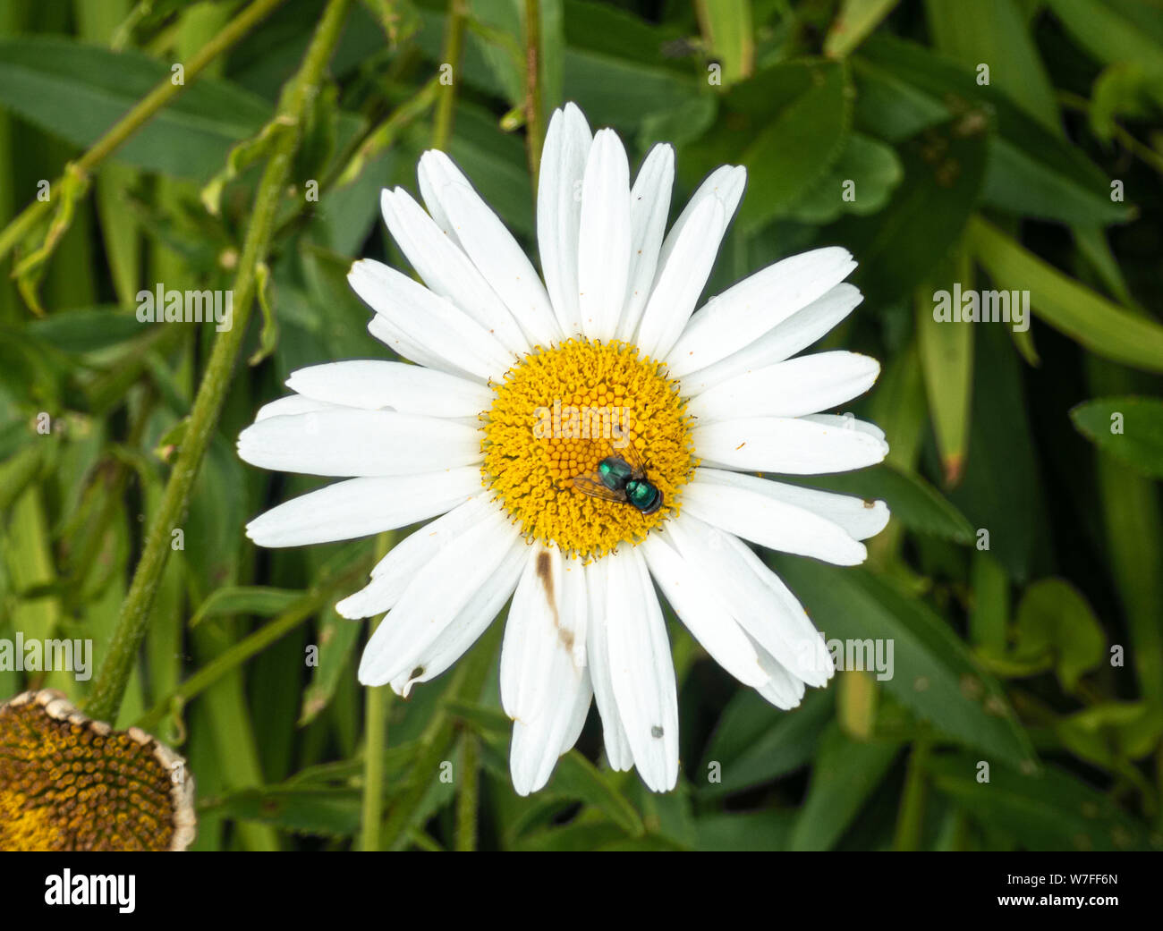 Une bouteille verte voler sur un oxeye daisy flower. Banque D'Images