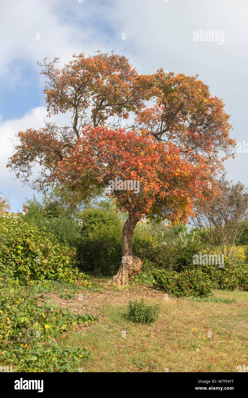 Arbre d'automne à Southend Cliff Gardens, Westcliff, Southend-on-Sea, Essex, Angleterre Banque D'Images