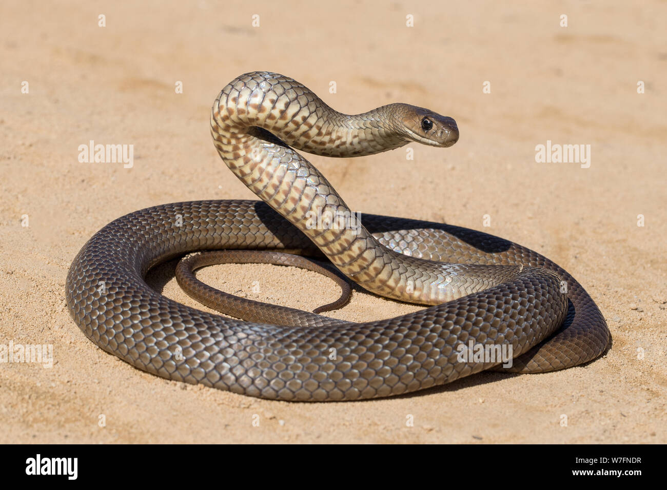L'Est de serpent brun Pseudonaja textilis Australie Banque D'Images