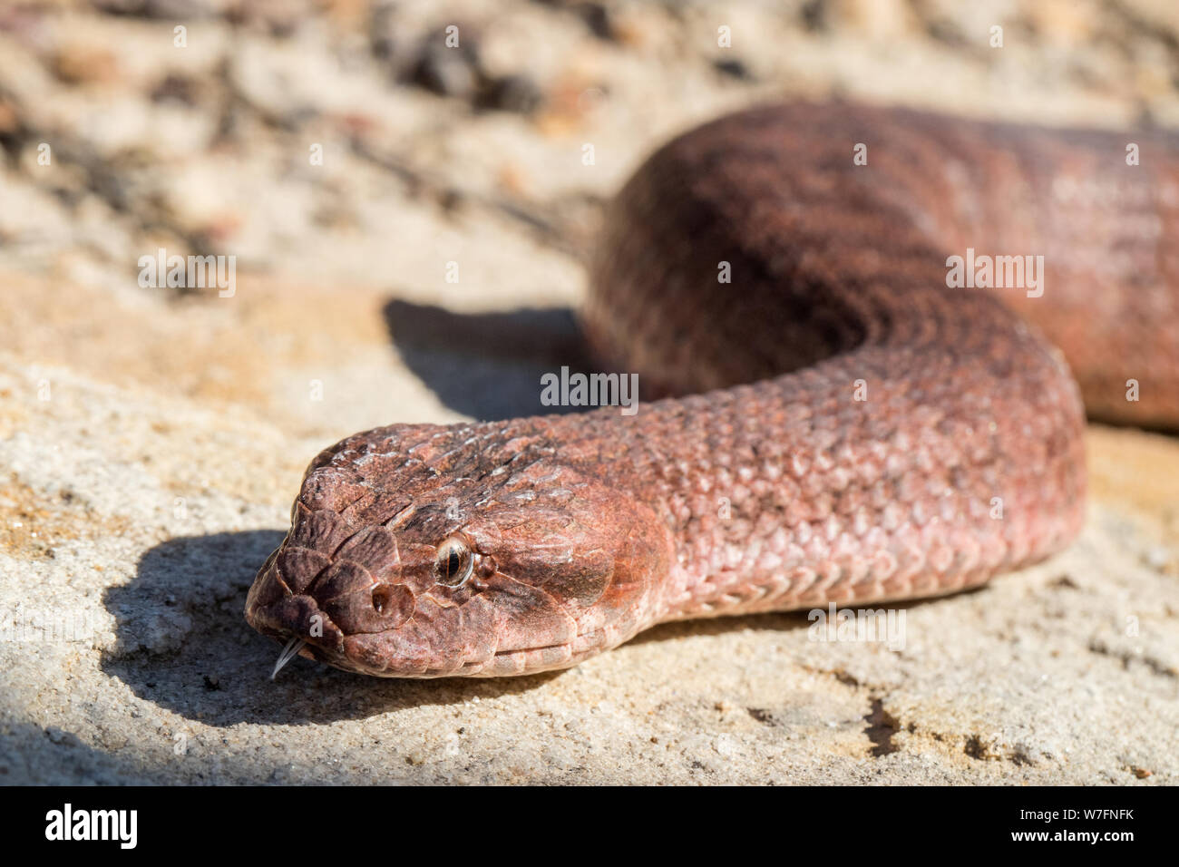 Death Adder commun Acanthophis antarcticus le Sud de l'Australie Banque D'Images