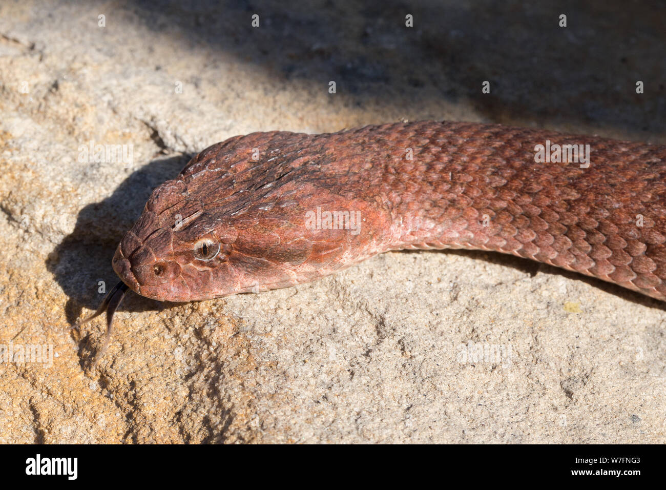 Death Adder commun Acanthophis antarcticus le Sud de l'Australie Banque D'Images