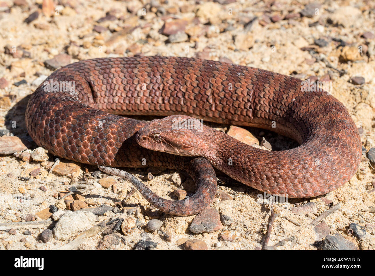 Death Adder commun Acanthophis antarcticus le Sud de l'Australie Banque D'Images
