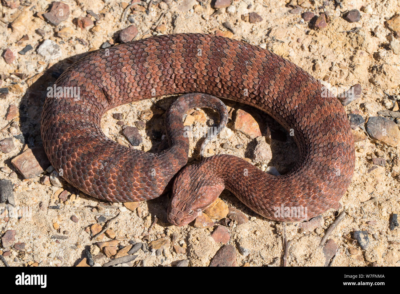 Death Adder commun Acanthophis antarcticus le Sud de l'Australie Banque D'Images