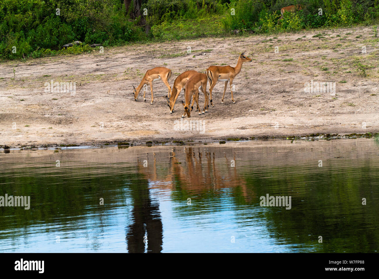 Un troupeau d'impalas (Aepyceros melampus) au lac Kariba sur le Zambèze, le Zimbabwe Banque D'Images