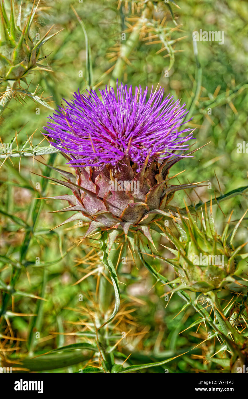 Fleurs de chardon. Banque D'Images
