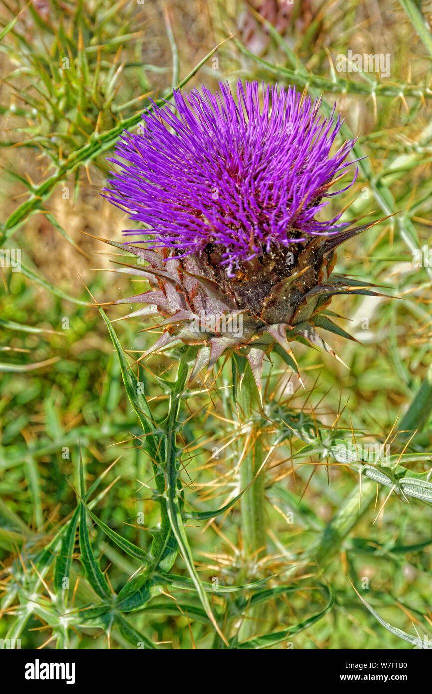 Fleur du chardon. Banque D'Images