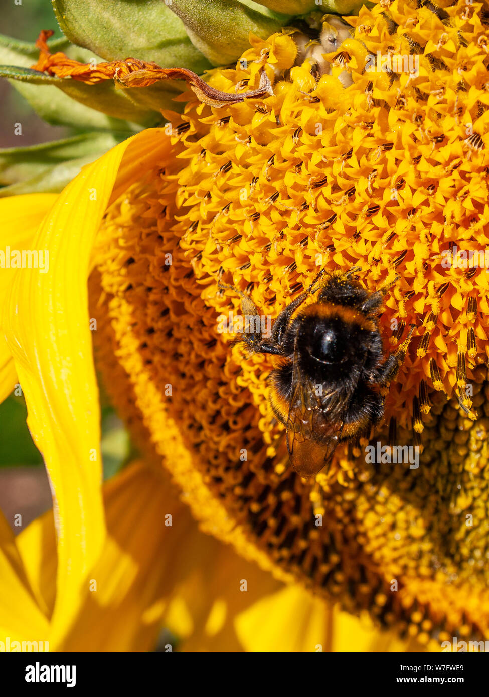 Une abeille couverts dans le pollen est occupé à recueillir le nectar et se nourrissant d'un tournesol dans un champ de tournesols à Rhossili en août 2019. Gower, Pays de Galles, Royaume-Uni. Banque D'Images
