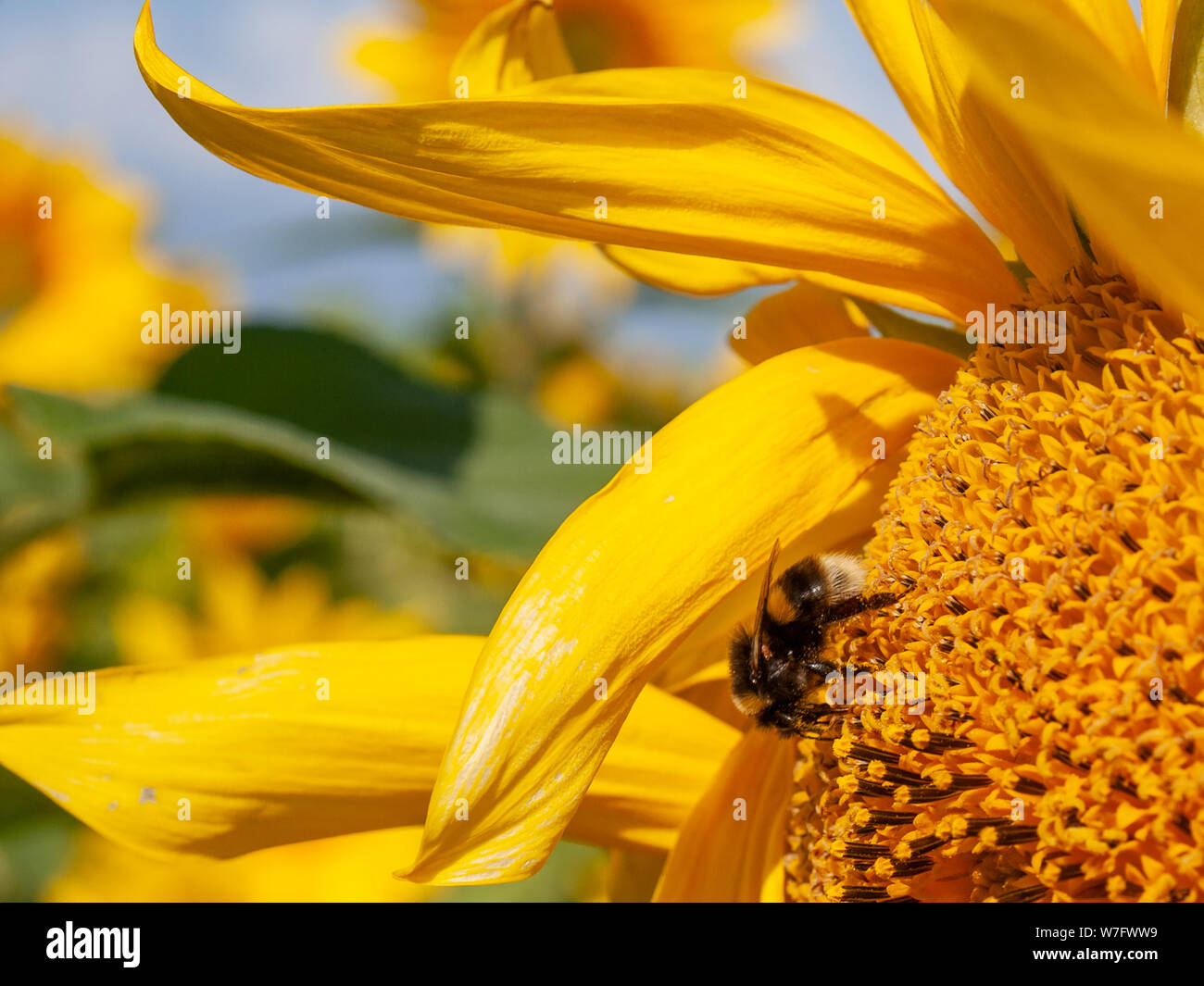 Une abeille couverts dans le pollen est occupé à recueillir le nectar et se nourrissant d'un tournesol dans un champ de tournesols à Rhossili en août 2019. Gower, Pays de Galles, Royaume-Uni. Banque D'Images