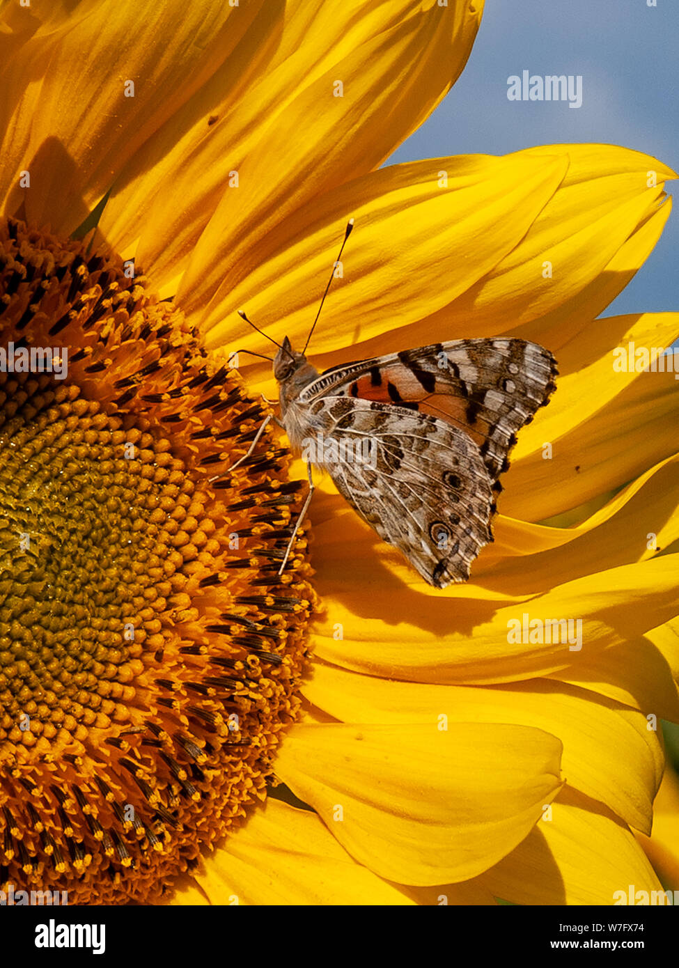 Un papillon belle dame à se nourrir dans le National Trust domaine de beaux tournesols jaunes en août 2019 à Rhossili. AONB, Gower, Pays de Galles, Royaume-Uni. Banque D'Images
