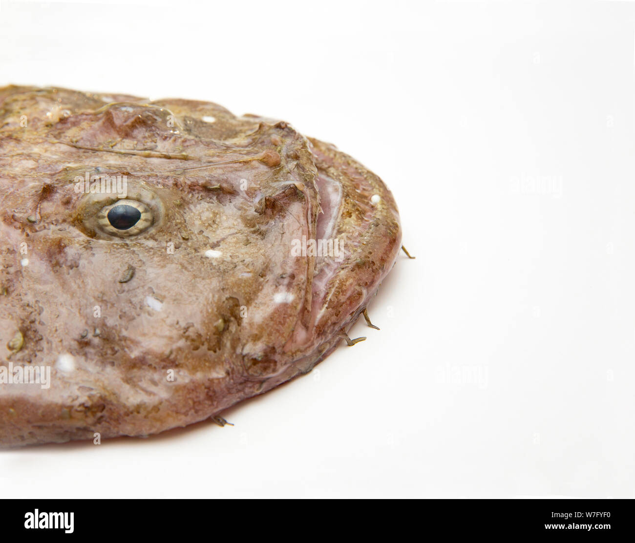 Une lotte ou baudroie Lophius piscatorius, qui, a été capturé à la traîne dans la Manche. Photo montre le détail de ce chef. Il y a certains con Banque D'Images
