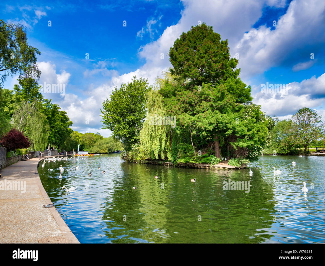 5 juin 2019 : Windsor, Berkshire, UK - cygnes sur la Tamise, et une île couverte d'arbres dans la rivière. Banque D'Images