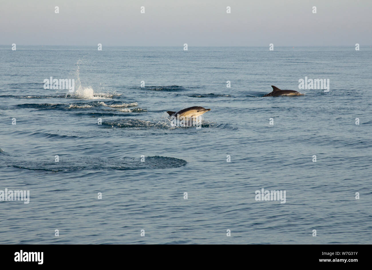 Un groupe de dauphins à bec court, Delphinus delphis, sautant dans la soirée dans la baie de Lyme quelques milles en dehors du port de West Bay Vue de Banque D'Images