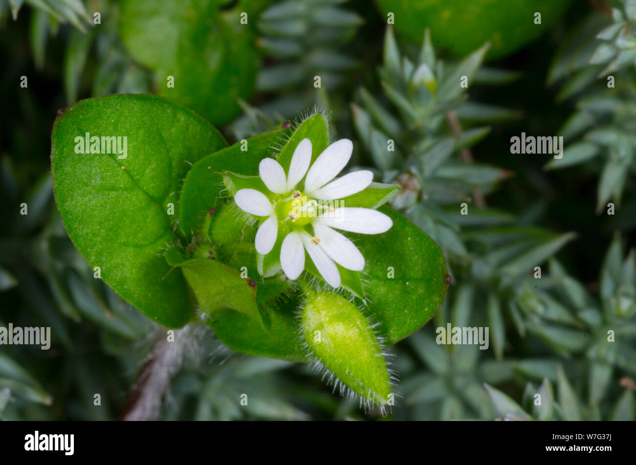Fleur Fleur stellaire - Stellaria media Banque D'Images