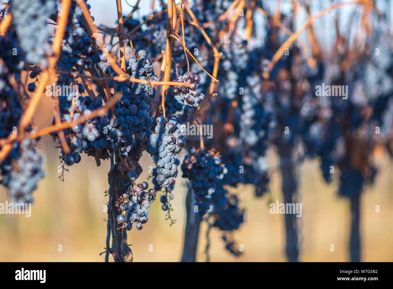 Vigne bleue raisins dans le vignoble. Les raisins pour faire le vin de glace est de l'exploitation. Vue détaillée d'une gelée de raisins dans une vigne en automne, Hongrie Banque D'Images