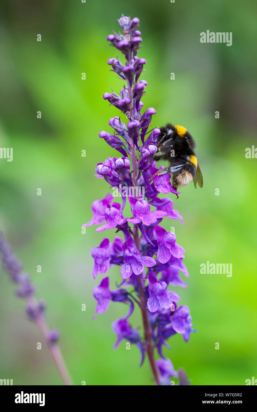 Bumblebee la collecte de nectar de Salvia Sylvestris Caradonna Violet, East Sussex, Angleterre, Royaume-Uni, Europe Banque D'Images