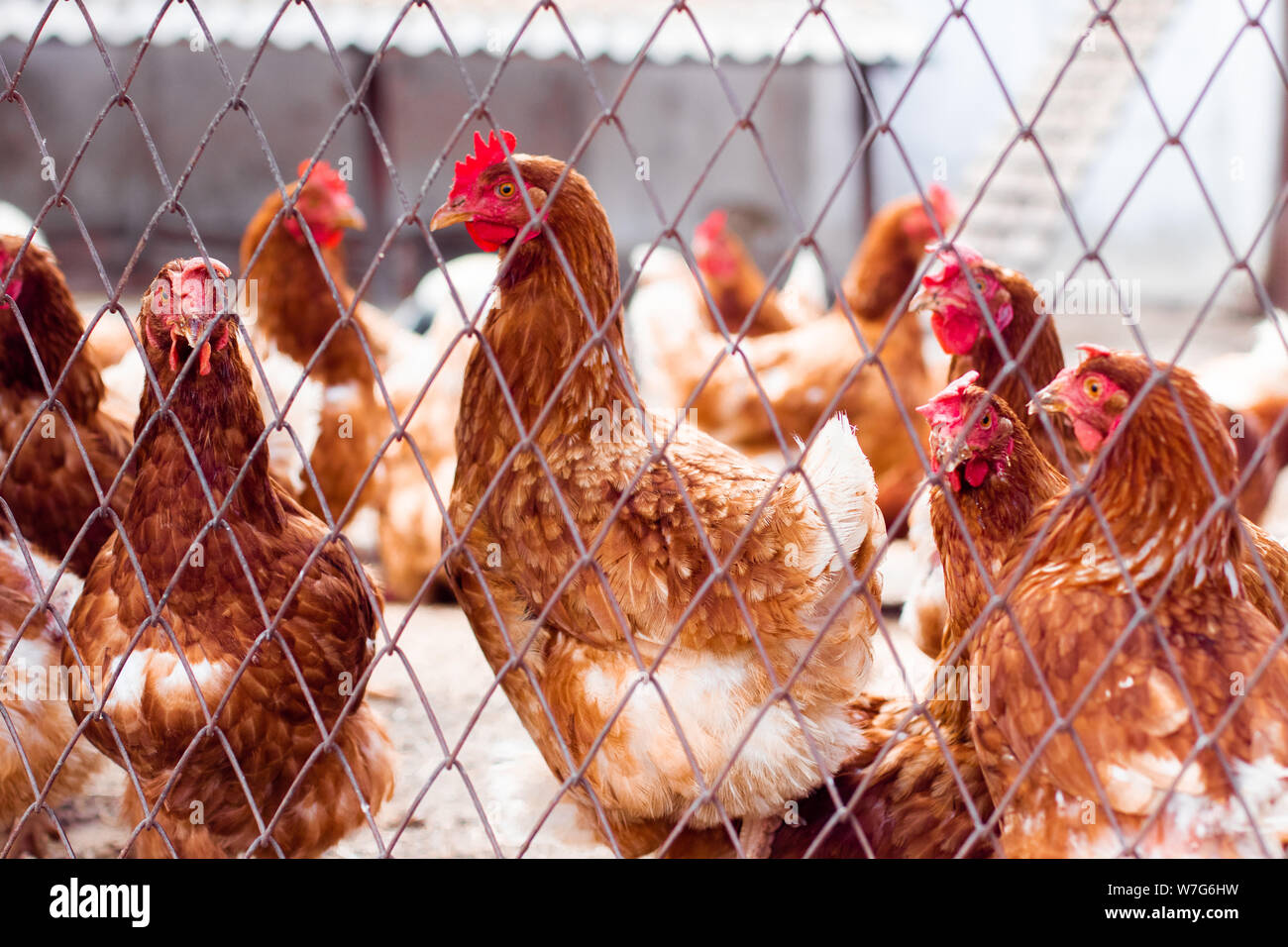 Dans les poules de la ferme bio. Poulet au poulailler. Poulets dans farm à sunny day Banque D'Images