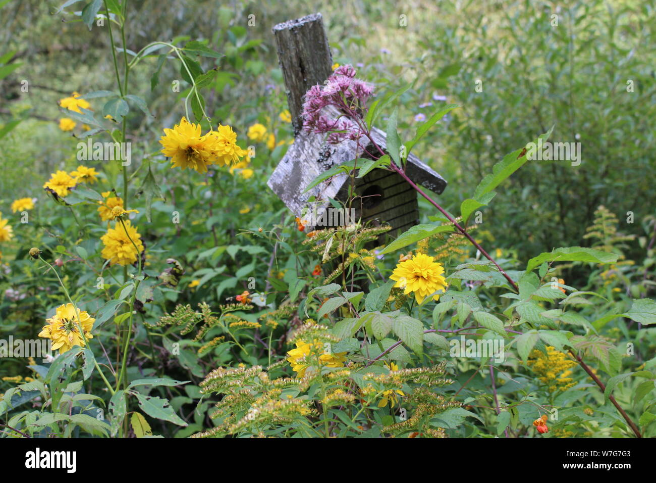 Vieille cabane cachée par Joe Pye Weed et Golden Oldies Banque D'Images