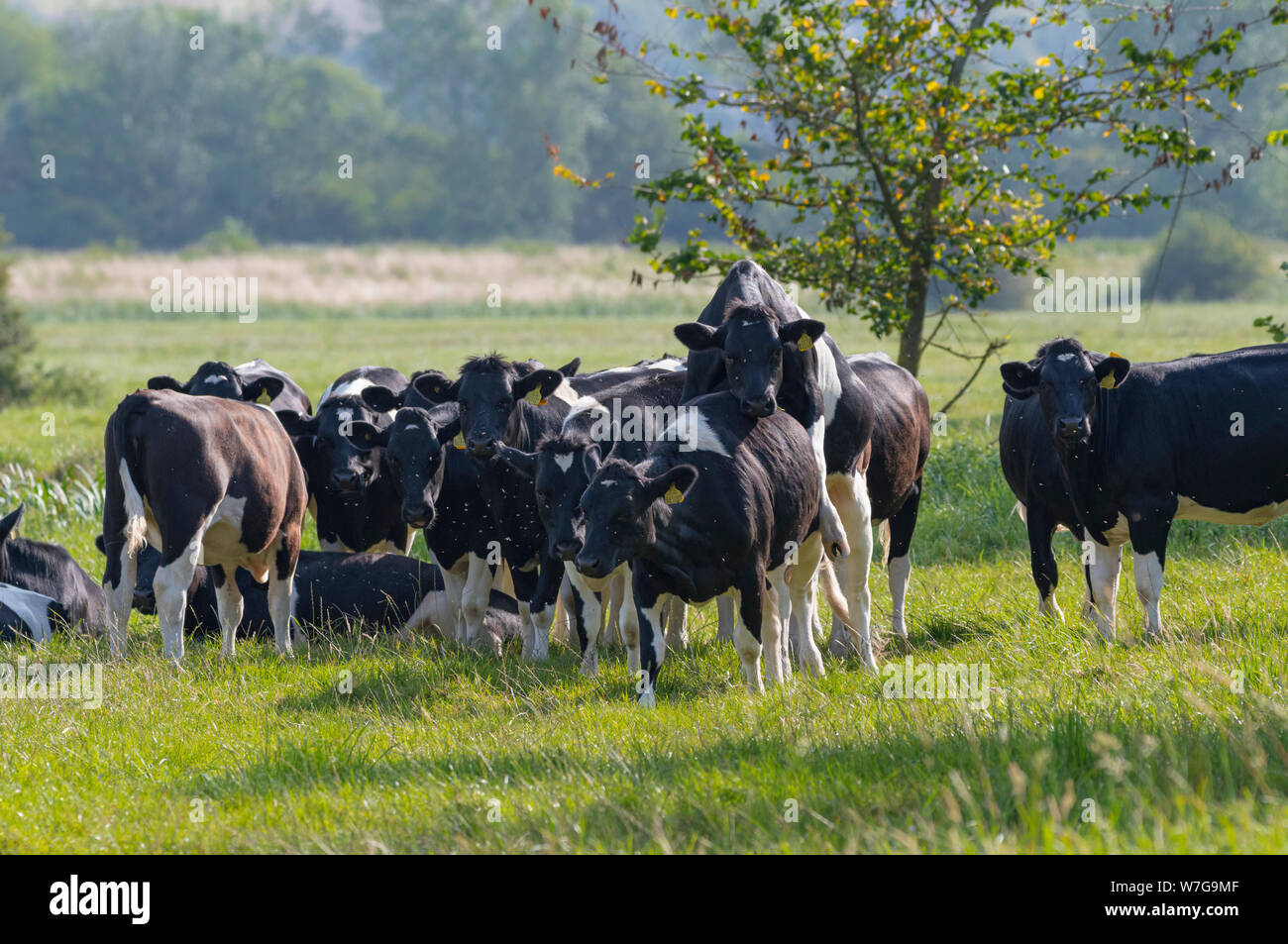 Troupeau de vaches en noir et blanc dans un champ en été, le montage d'un l'autre en sautant sur le dos d'une autre, au Royaume-Uni. Banque D'Images