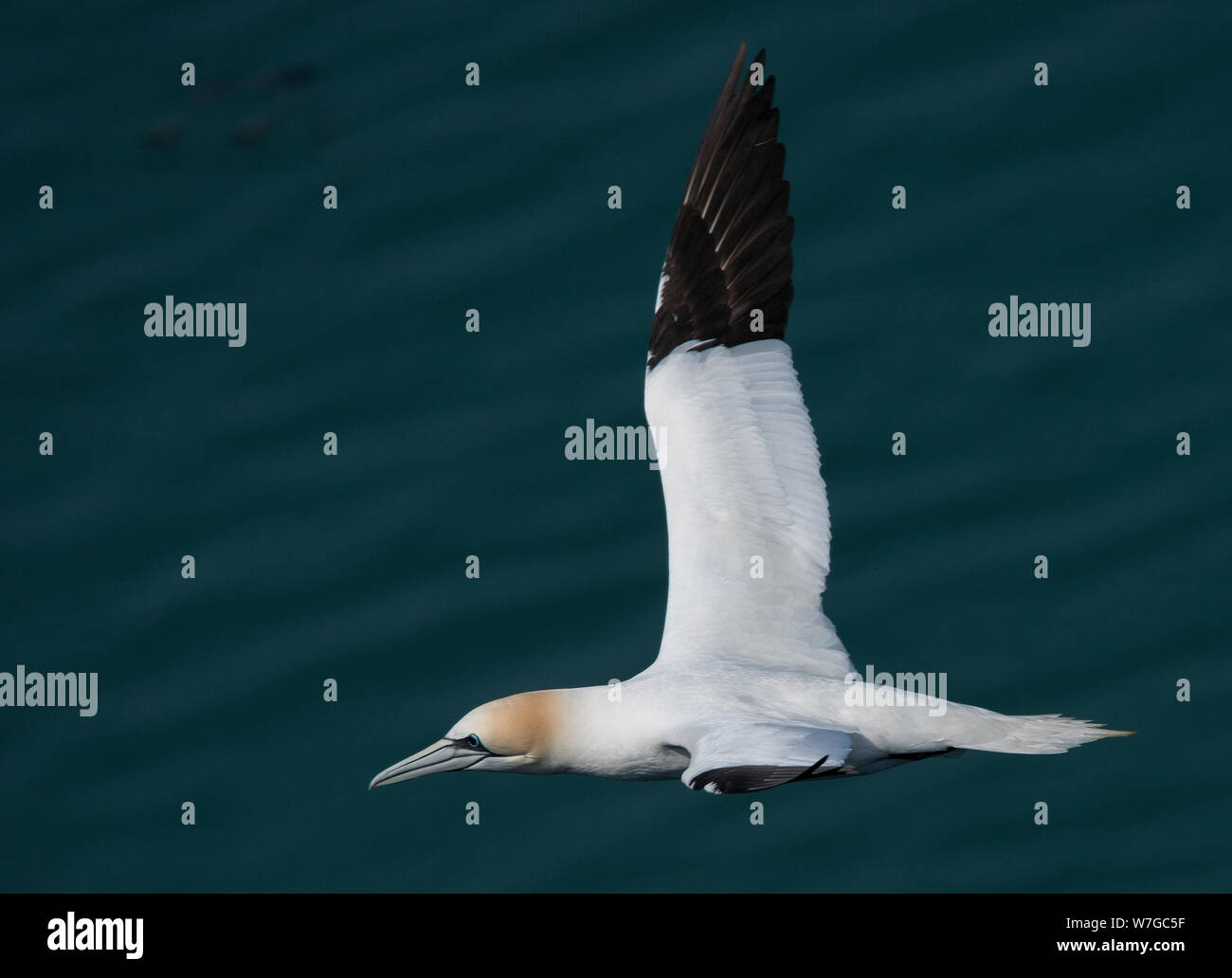 Un seul Gannet qui survole presque au niveau des yeux avec la mer en arrière-plan et les ailes entièrement étirées Banque D'Images