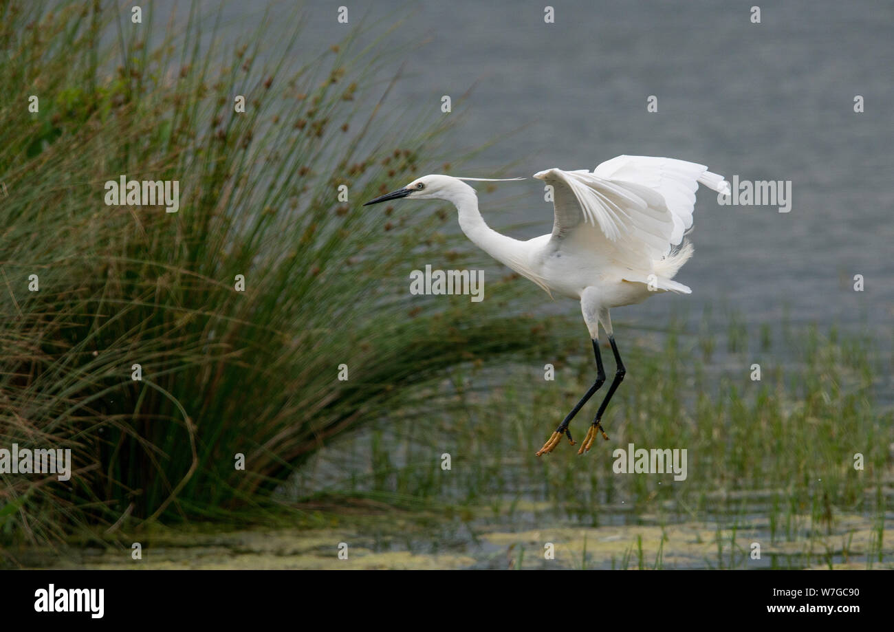 Vue de profil de Little Egret avec des ailes s'étirent sur le point de atterrir parmi les roseaux au bord de l'eau Banque D'Images