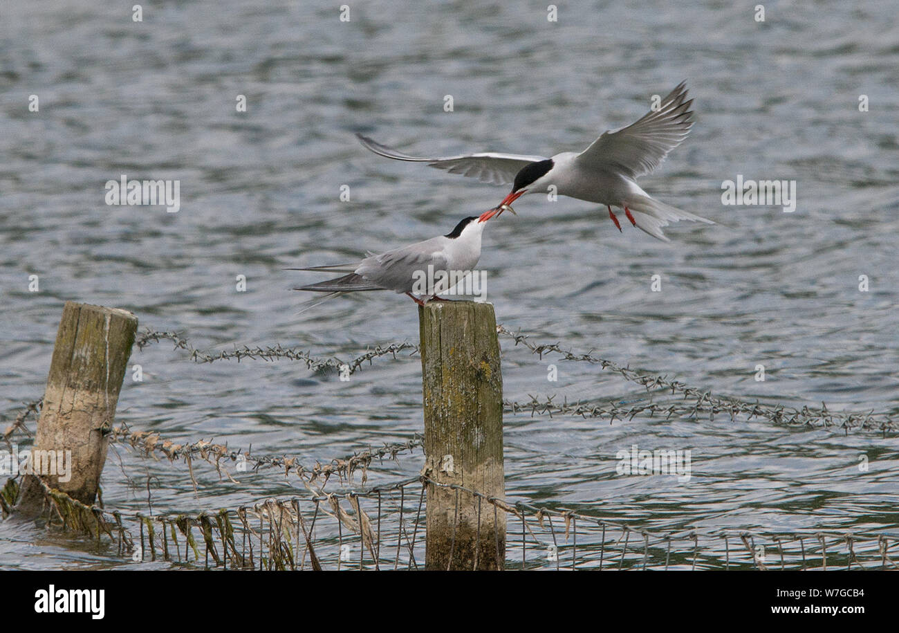 La poupe commune en vol sur le point de passer la nourriture à elle est chiche qui est perchée sur le poteau en bois boucle dans le fil barbelé au bord de l'eau Banque D'Images