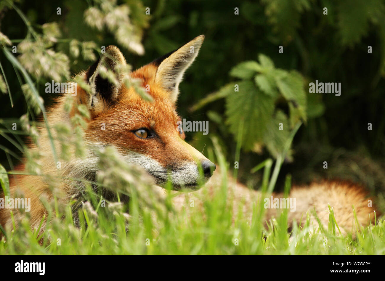 Le renard roux (Vulpes vulpes) : est une espèce emblématique de la faune. Avec sa fourrure rouge queue touffue et c'est juste beau à regarder. Banque D'Images