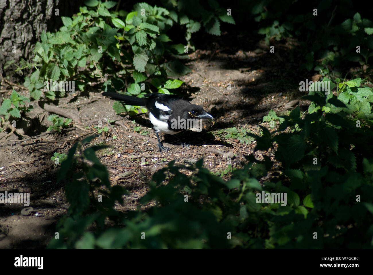 Magpie dans un petit dégagement éclairé par la lumière du soleil soulignant qu'il est plumage et entouré d'un cercle de sous-croissance verte Banque D'Images