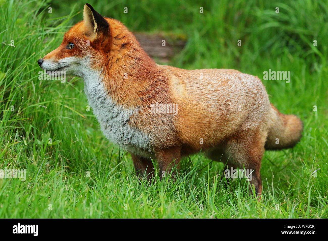 Le renard roux (Vulpes vulpes) : est une espèce emblématique de la faune. Avec sa fourrure rouge queue touffue et c'est juste beau à regarder. Banque D'Images