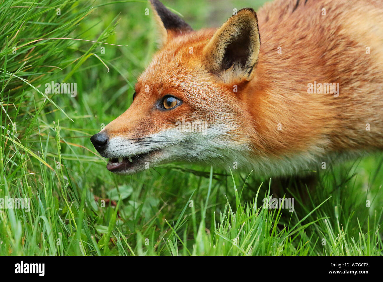 Le renard roux (Vulpes vulpes) : est une espèce emblématique de la faune. Avec sa fourrure rouge queue touffue et c'est juste beau à regarder. Banque D'Images