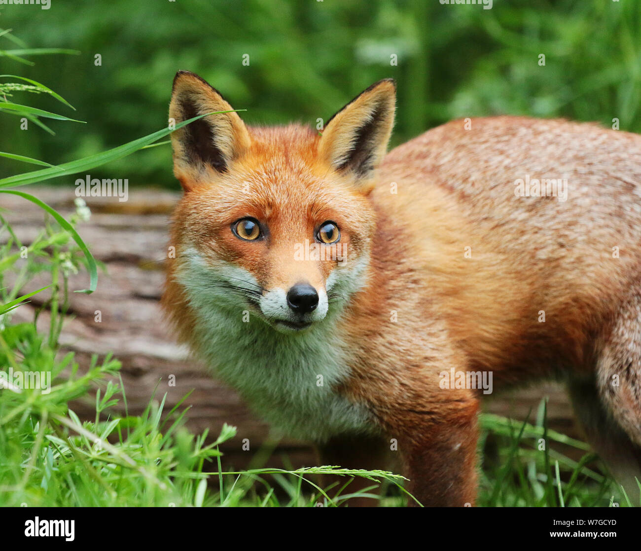 Le renard roux (Vulpes vulpes) : est une espèce emblématique de la faune. Avec sa fourrure rouge queue touffue et c'est juste beau à regarder. Banque D'Images