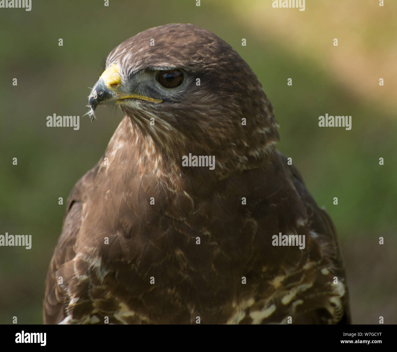 Tête de Buzzard mâle en gros plan avec vue claire de l'oeil, du plumage et de la plume dans le bec Banque D'Images