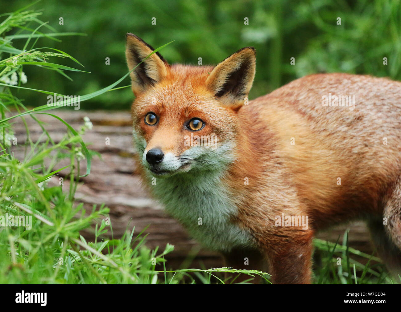 Le renard roux (Vulpes vulpes) : est une espèce emblématique de la faune. Avec sa fourrure rouge queue touffue et c'est juste beau à regarder. Banque D'Images