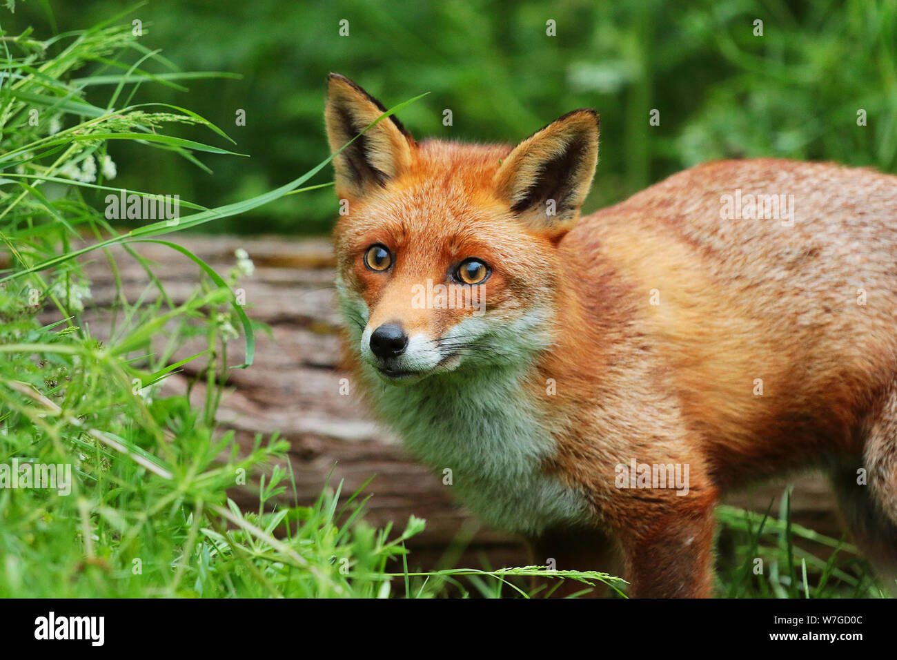 Le renard roux (Vulpes vulpes) : est une espèce emblématique de la faune. Avec sa fourrure rouge queue touffue et c'est juste beau à regarder. Banque D'Images