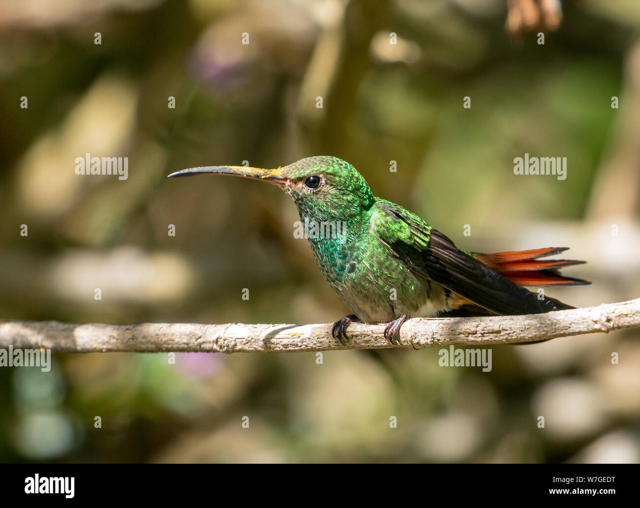 Gros plan du Bruant à queue Hummingbird perching sur une branche à El Valle,Panama.nom scientifique de cet oiseau est Amazilia tzcatl Banque D'Images