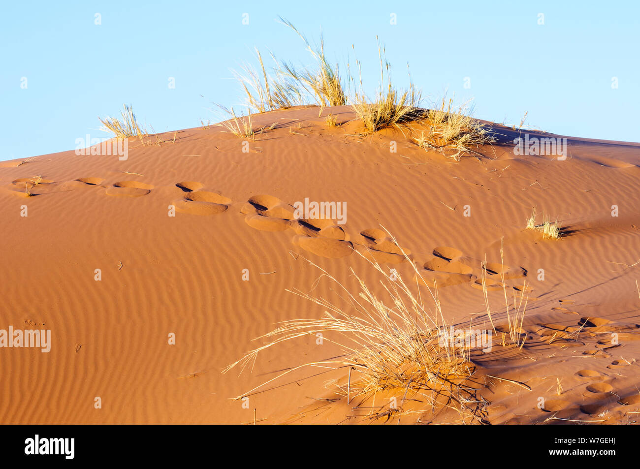 L'ensemble des empreintes une dune de sable, le désert de Namib, Namibie Banque D'Images