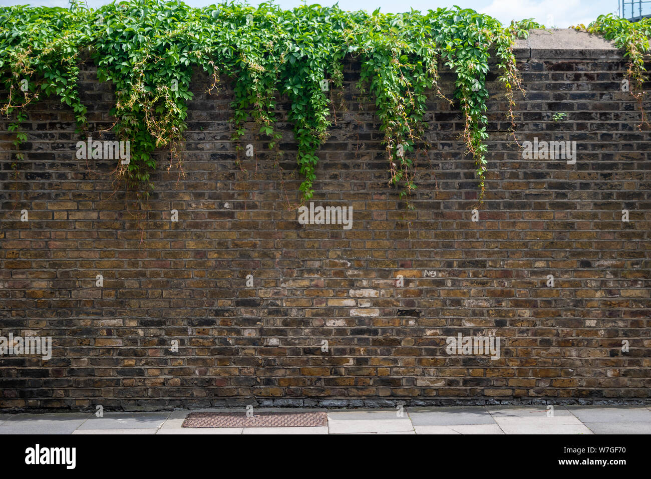 Mur de briques avec lierre vert Banque D'Images