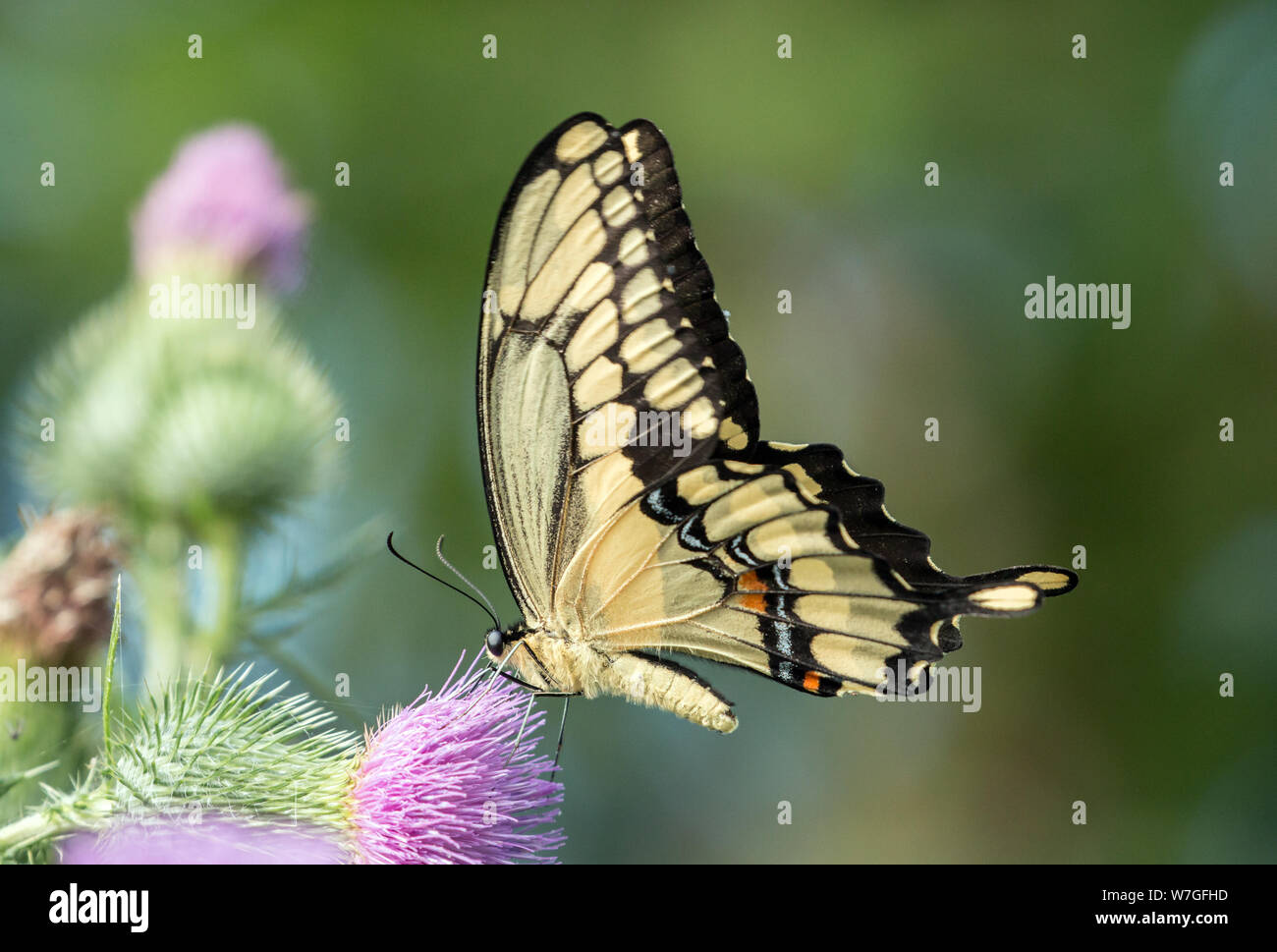 Gros plan du Giant Swallowtail butterfly se nourrissant de fleur de chardon en Ontario.nom scientifique de cet insecte est Papilio cresphontes Banque D'Images