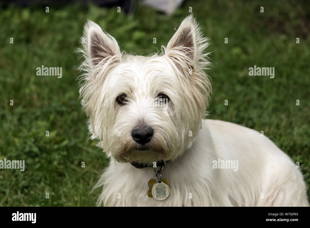 Portrait de chien adorable,West Highland White Terrier looking at camera.Background est de l'herbe verte. Banque D'Images