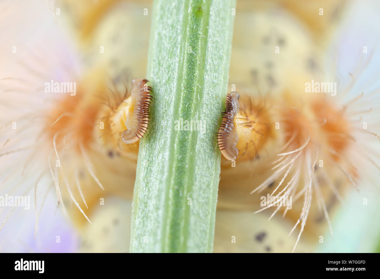 Macro photo d'une adhérente caterpillar en saisissant les pieds sur une tige de trèfle Banque D'Images